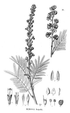 Bitki çizimi. Eski illüstrasyon