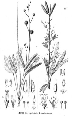 Bitki çizimi. Eski illüstrasyon