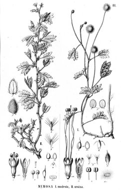 Bitki çizimi. Eski illüstrasyon