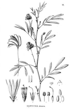 Bitki çizimi. Eski illüstrasyon