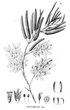 Bitki çizimi. Eski illüstrasyon