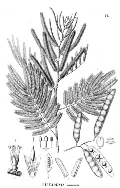 Bitki çizimi. Eski illüstrasyon