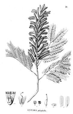 Bitki çizimi. Eski illüstrasyon