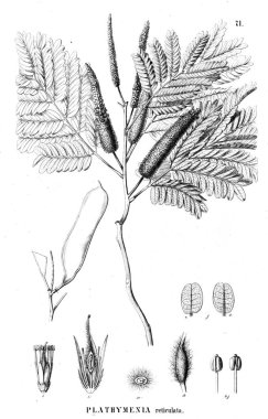 Bitki çizimi. Eski illüstrasyon