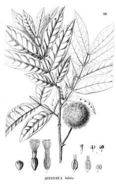 Bitki çizimi. Eski illüstrasyon