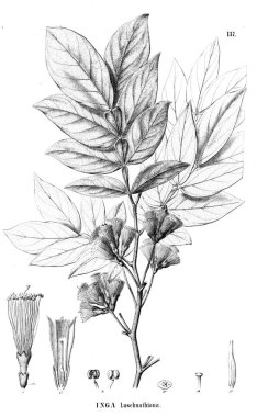 Bitki çizimi. Eski illüstrasyon