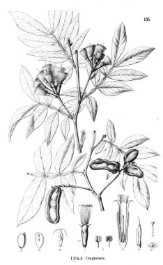 Bitki çizimi. Eski illüstrasyon