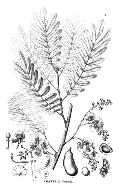 Illustration Plant Old Illustration — Stock Photo, Image