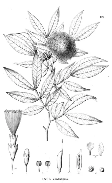 Ilustración Planta Antigua Ilustración — Foto de Stock