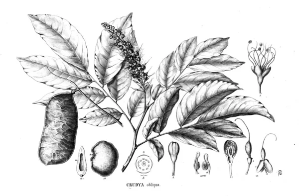 Иллюстрация Растения Старая Иллюстрация — стоковое фото