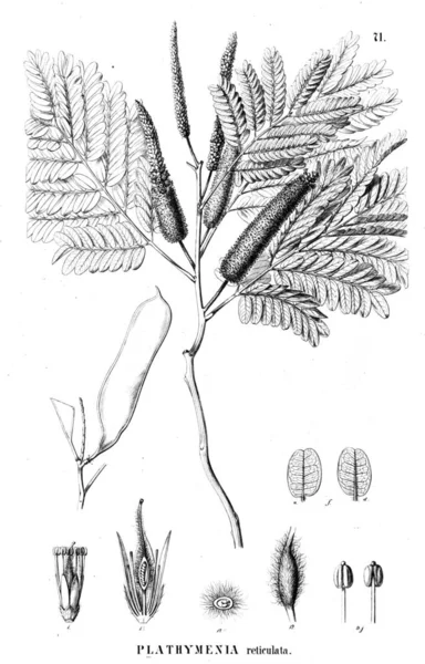 植物的例证 旧插图 — 图库照片