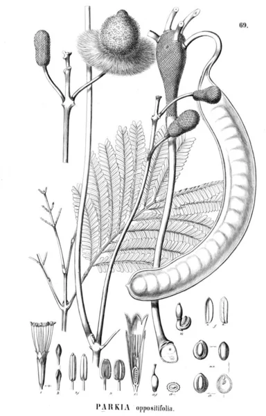 Illustratie Van Een Plant Oude Afbeelding — Stockfoto