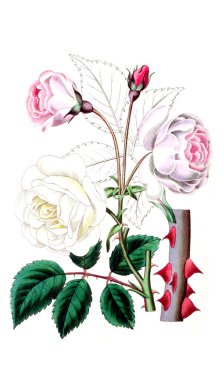 Bitki çizimi. Eski resim