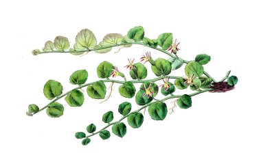 Bitki çizimi. Eski resim