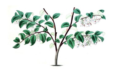 Bitki çizimi. Eski resim