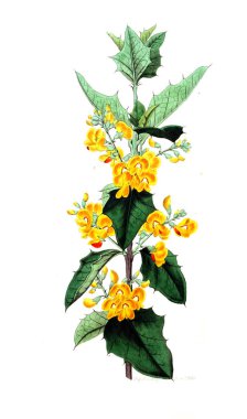 Bitki çizimi. Eski resim