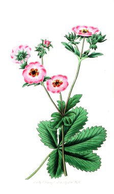 Bitki çizimi. Eski resim