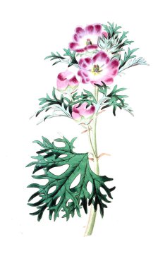 Bitki çizimi. Eski resim