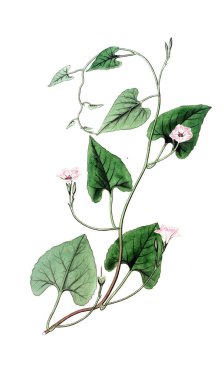 Bitki çizimi. Eski resim