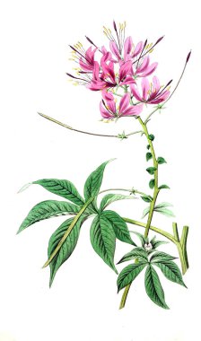 Bitki çizimi. Eski resim