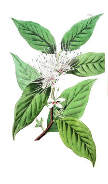 Bitki çizimi. Eski resim