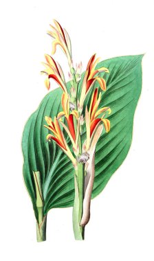 Bitki çizimi. Eski resim