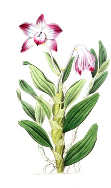 Bitki çizimi. Eski resim