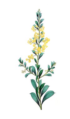 Bitki çizimi. Eski resim