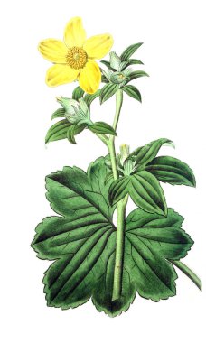 Bitki çizimi. Eski resim