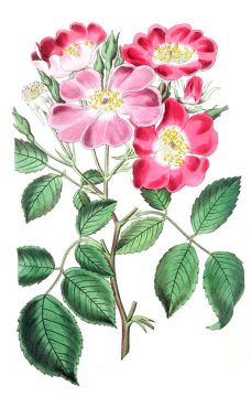 Bitki çizimi. Eski resim