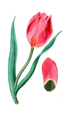 Bitki çizimi. Eski resim