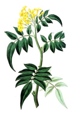 Bitki çizimi. Eski resim