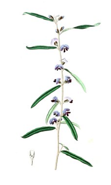 Bitki çizimi. Eski resim