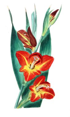 Bitki çizimi. Eski resim