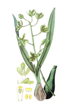 Bitki çizimi. Eski resim