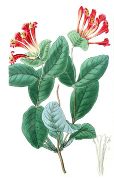 Bitki çizimi. Eski resim