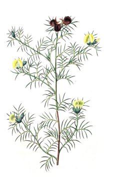 Bitki çizimi. Eski resim