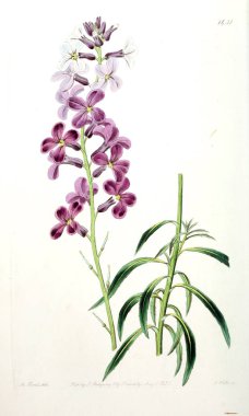 Bitki çizimi. Eski resim