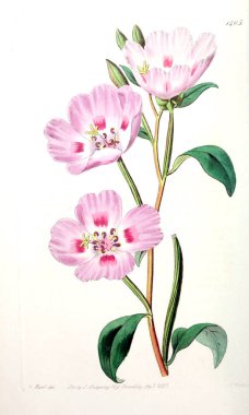 Bitki çizimi. Eski resim