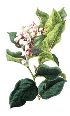 Bitki çizimi. Eski resim