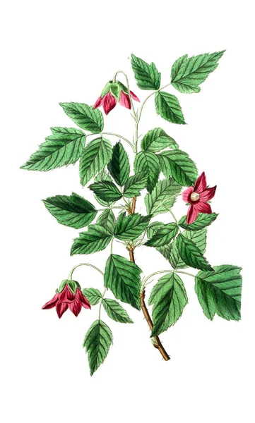 Illustration Plant Old Image — Stock Photo, Image