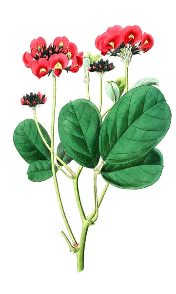 Illustration Plant Old Image — Stock Photo, Image