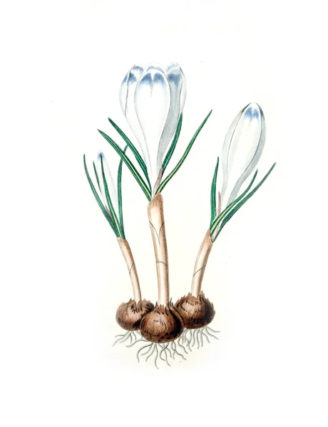 Иллюстрация Растения Старое Изображение — стоковое фото