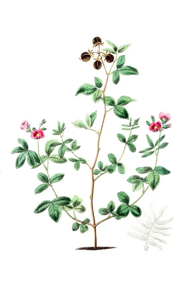 Illustration Plant Old Image — Stock Photo, Image