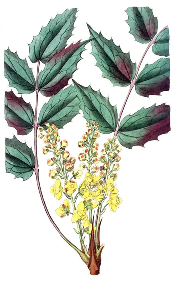 Bitki çizimi. Eski resim