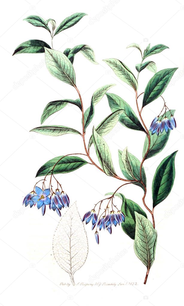 Illustration of plant. Old image