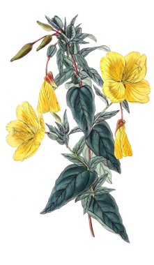 Bitki çizimi. Eski resim