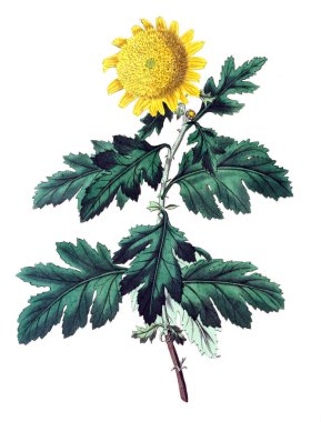 Bitki çizimi. Eski resim