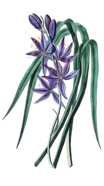 Bitki çizimi. Eski resim