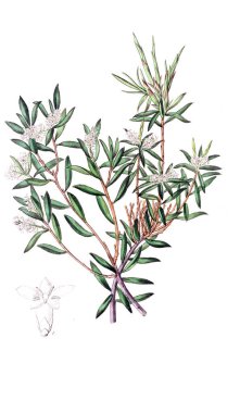 Bitki çizimi. Eski resim